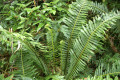 Fishbone-water-fern-Blechnum-nudum