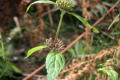 Forest-Mint-Mentha-laxiflora-Lamiaceae-1