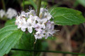 Forest-Mint-Mentha-laxiflora-Lamiaceae-2