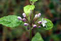 Forest-Mint-Mentha-laxiflora-Lamiaceae-3