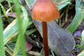 Fungi-2