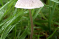 Fungi-3a