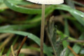 Fungi-5-Mycena