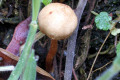 Fungi-6a