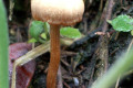 Fungi-6b