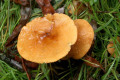 Fungi-7-Hypholoma-fasciculare-sulphur-Tuft