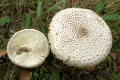 Fungi-9b