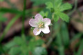 Geranium-solanderi-s.l.-Austral-Cranes-bill-2