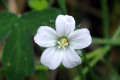 Geranium-solanderi-s.l.-Austral-Cranes-bill-3