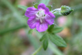 Geranium-solanderi-s.l.-Austral-Cranes-bill-4