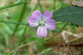 Geranium-solanderi-s.l.-Austral-Cranes-bill-5