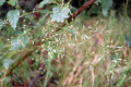 Grass-Silvery-Hair-grass-Aira-caryophyllea