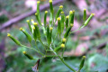 Jagged-Fireweed-Senecio-biserratus