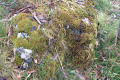 Lichen-moss-on-rock