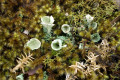 Lichen-moss