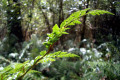 Mother-shield-fern-Polystichum-proliferum-Dryopteridaceae-1