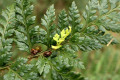 Mother-shield-fern-Polystichum-proliferum-Dryopteridaceae-2