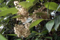 Musk-Daisy-bush-Olearia-argophylla-dried-inflorescence