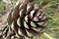 Pine-cone-of-Pinus-nigra-var.-corsicana