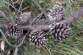 Pine-cones-of-Pinus-nigra-var.-corsicana