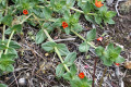 Scarlet-pimpernel-Anagallis-avensis-Primulaceae-1