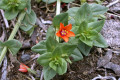 Scarlet-pimpernel-Anagallis-avensis-Primulaceae-2