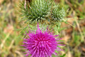 Scotch-thistle-Onopordum-acanthium-ssp.-acanthium