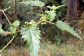 Scrub-Nettle-Urtica-incisa-Urticaceae