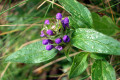 Self-heal-Prunella-vulgaris-Lamiaceae-buds