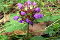 Self-heal-Prunella-vulgaris-Lamiaceae-inflorescence