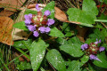 Self-heal-Prunella-vulgaris-Lamiaceae