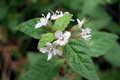 Slender-Mint-Mentha-diemenica-Lamiaceae