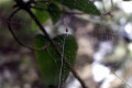 Spider-web-on-Clematis-aristata