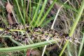 Spiny-headed-Mat-Rush-Lomandra-longifolia