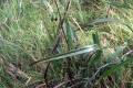 Tasman-Flax-lily-Dianella-tasmanica-Phormiaceae-1-plant