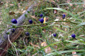 Tasman-Flax-lily-Dianella-tasmanica-Phormiaceae-2-seed-pods