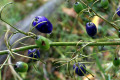 Tasman-Flax-lily-Dianella-tasmanica-Phormiaceae-3-seed-pods-up-close