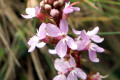 Trigger-plant-Common-Stylidium-sp.-2-Stylidiaceae-2-some-stamens-triggered