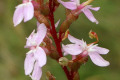 Trigger-plant-Common-Stylidium-sp.-2-Stylidiaceae-3-some-stamens-triggered