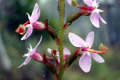 Trigger-plant-Common-Stylidium-sp.-2-Stylidiaceae-4-stamens-triggered