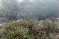 Tussock-Grass-on-foggy-summit-of-Camels-Hump