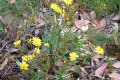 Variable-Groundsel-Senecio-pinnatifolius-1