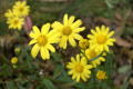 Variable-Groundsel-Senecio-pinnatifolius-2