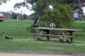 001-Birds-at-Rosedale-Picnic-area