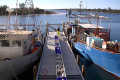 016-Unloading-fish-at-Lakes-Entrance-Fishing-Co-Op