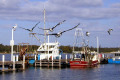 025-Pelicans-in-flight-Cunninghame-Arm-Lakes-Entrance