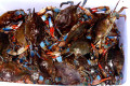 053-Grand-Isle-crabs-we-scooped-with-hand-nets