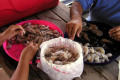 054-Grand-Isle-Shelling-shrimps