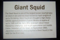 006-Giant-Squid-Info