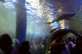 009-Melbourne-Aquarium-Oceanarium